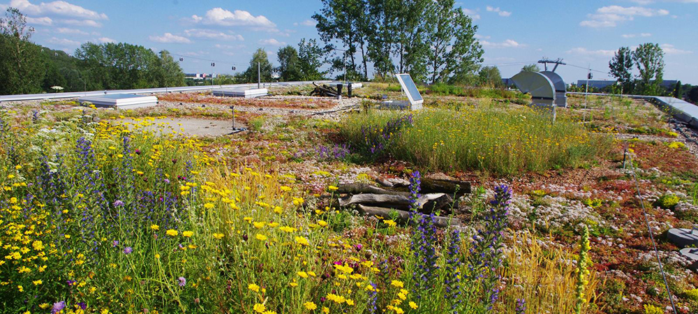 zinco greenroof com